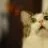 PATOyGATO